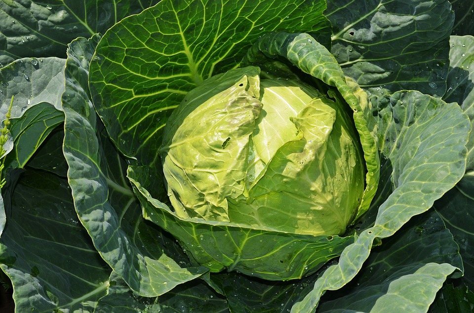 cabbage-847079_960_720.jpg